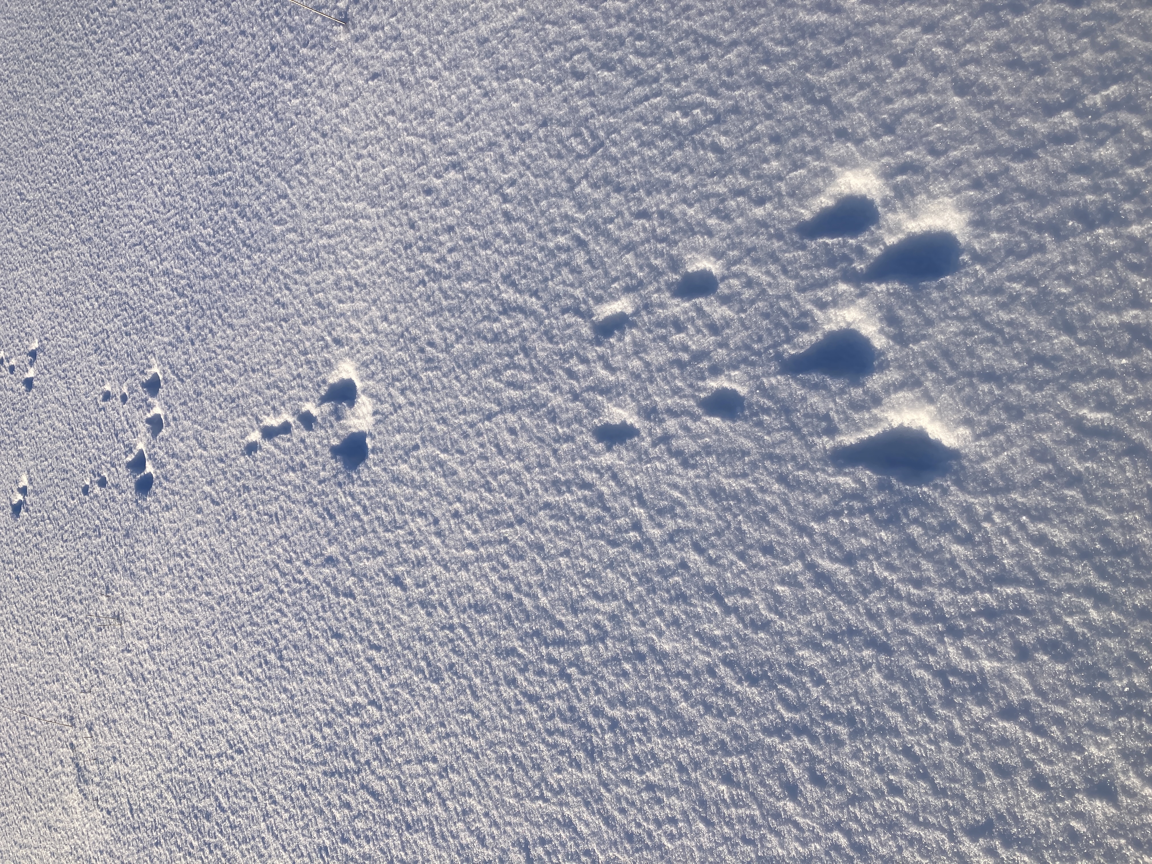 itinerance traces lievres